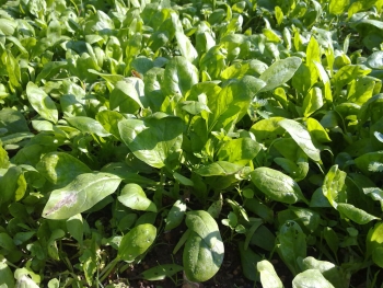Espinacas, fuente de vitamina B2