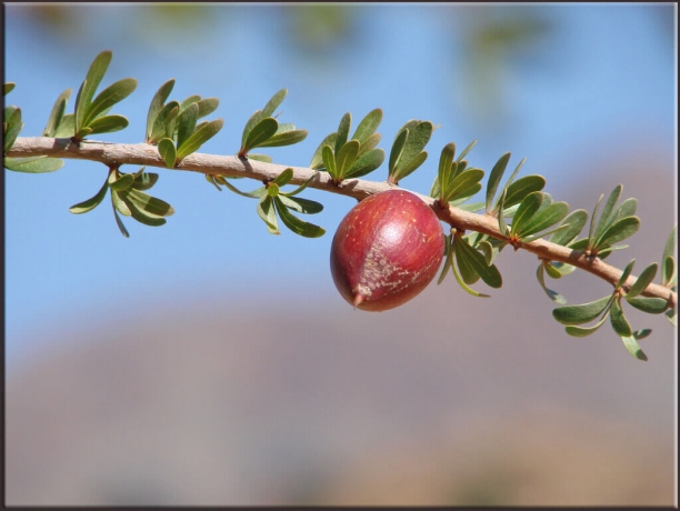 Aceite de arg&aacute;n