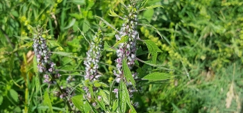 Agripalma