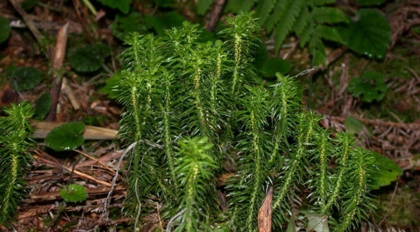 Huperzia Serrata