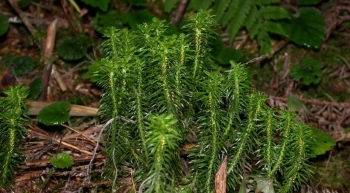 Huperzia Serrata