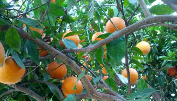 Las naranjas, fuente de vitamina C, fibra y &aacute;cido f&oacute;lico