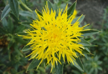 C&aacute;rtamo