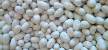 Gusanos de Seda