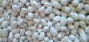 Gusanos de Seda