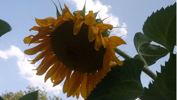 Girasol