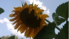 Girasol