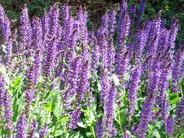 Salvia