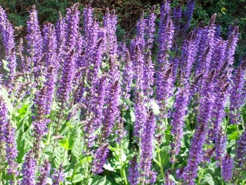 Salvia