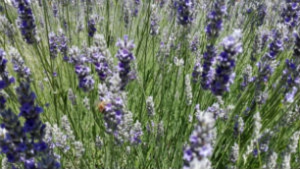 Aromaterapia, aceites esenciales