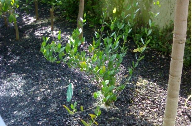 Jojoba