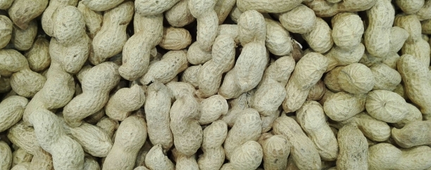 Cacahuete, fuente de L-Carnitina