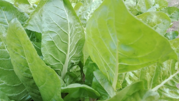 Acelgas, verdura rica en fibra, vitaminas y minerales