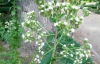 Stevia