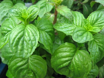Melissa officinalis