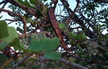 Algarrobas
