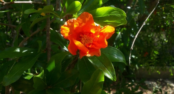 Granado