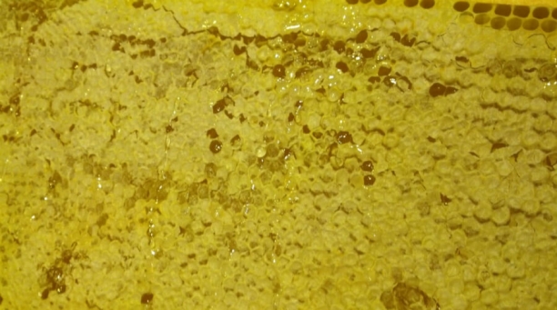 Panal de miel