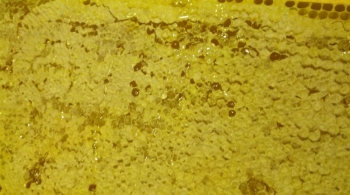 Panal de miel