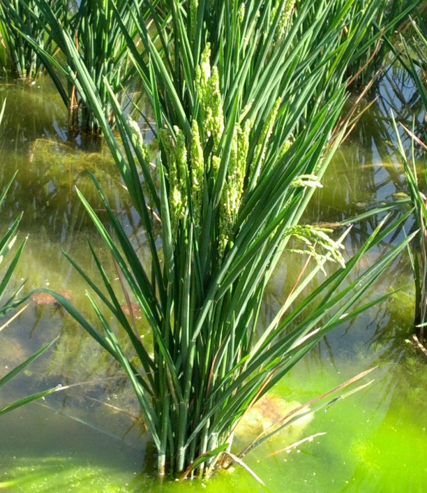 Planta del arroz