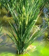 Planta del arroz