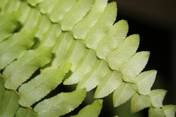 Hoja de Calaguala