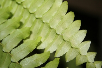 Hoja de Calaguala