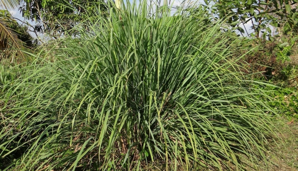Citronella