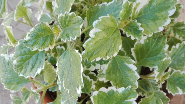 Planta del incienso