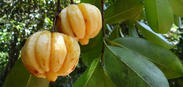 Garcinia cambogia