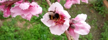 Fundaci&oacute;n Amigos de las Abejas