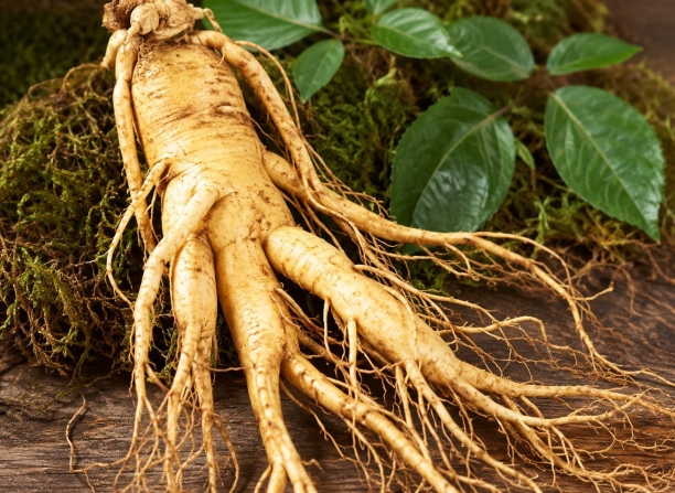 Ginseng Coreano