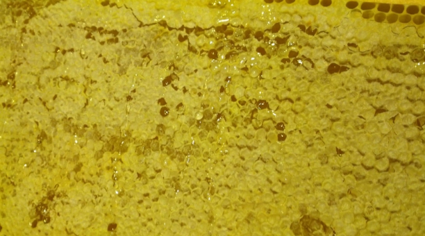 Panal de miel