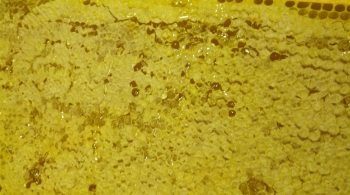 Panal de miel