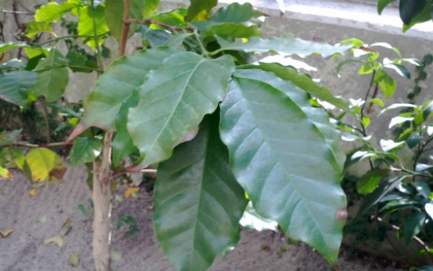 Planta de caf&eacute; ar&aacute;bica