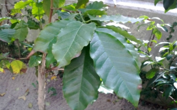 Planta de caf&eacute; ar&aacute;bica