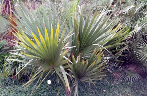 Sabal o saw palmetto