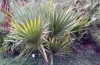 Sabal o saw palmetto
