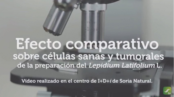 Efecto comparativo sobre c&eacute;lulas sanas y tumorales de la preparaci&oacute;n del Lepidium Latifolium L.