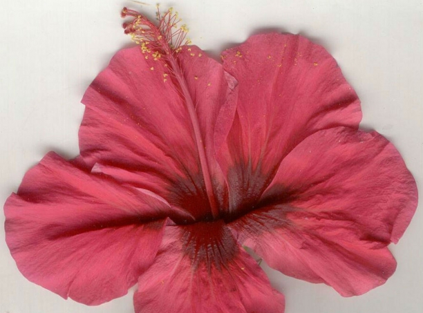 Flor de cayena