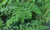 Moringa