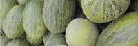 Melón, fruta rica en agua usado en dietas de adelgazamiento