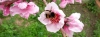 Abeja