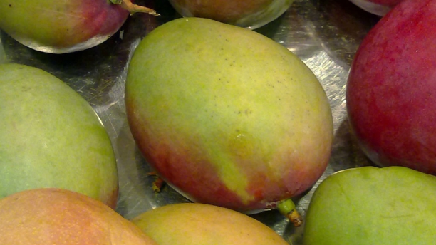 Mango