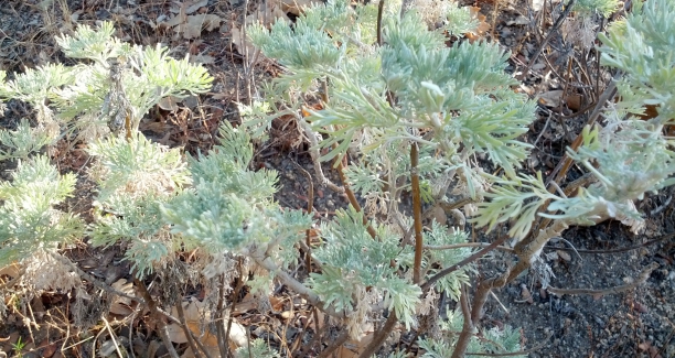 Ajenjo en la Sierra de Madrid