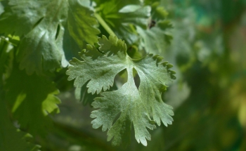 Coriandro o cilantro