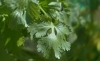 Coriandro o cilantro