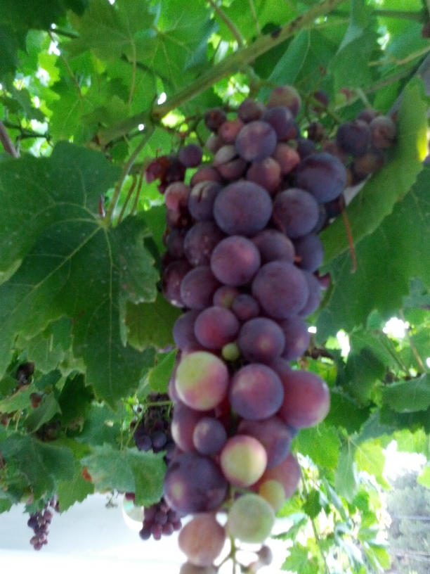 Uvas