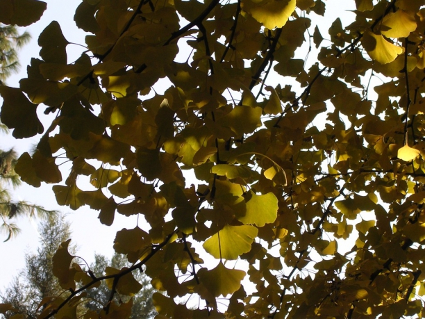 Ginkgo Biloba del Jard&iacute;n Bot&aacute;nico de Madrid