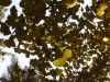 Ginkgo Biloba del Jard&iacute;n Bot&aacute;nico de Madrid